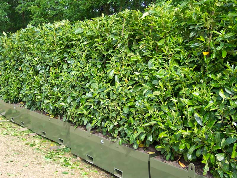 Evergreen Hedging - Taxus baccata – Common Yew Prunus laurocerasus ‘Rotundifolia’ – Laurel (Common) Photinia fraseri ‘Red Robin’ – Photinia Ilex aquifolium – Holly Prunus lusitanica ‘Angustifolia’ – Portuguese Laurel Ligustrum ovalifolium – Privet Griselinia littoralis – Griselinia