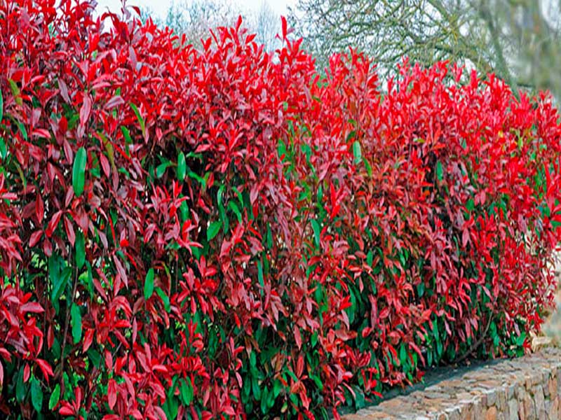 Photinia Fraseri – Red Robin - Plants - We can supply, plants & all aspects of hedging including box hedging within the Sussex West Sussex Hampshire Surrey Dorset New Forest Greater London Wiltshire areas