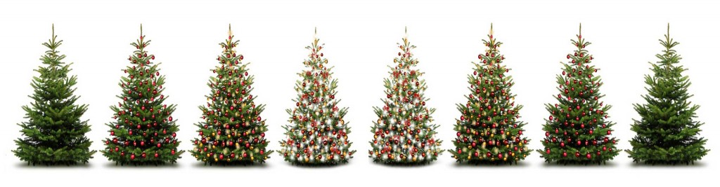 Christmas Trees Available - Langley Horticulture Buxus sempervirens Box hedge plants - Wholesale Topiary Hampshire box hedging West Sussex Hampshire Surrey