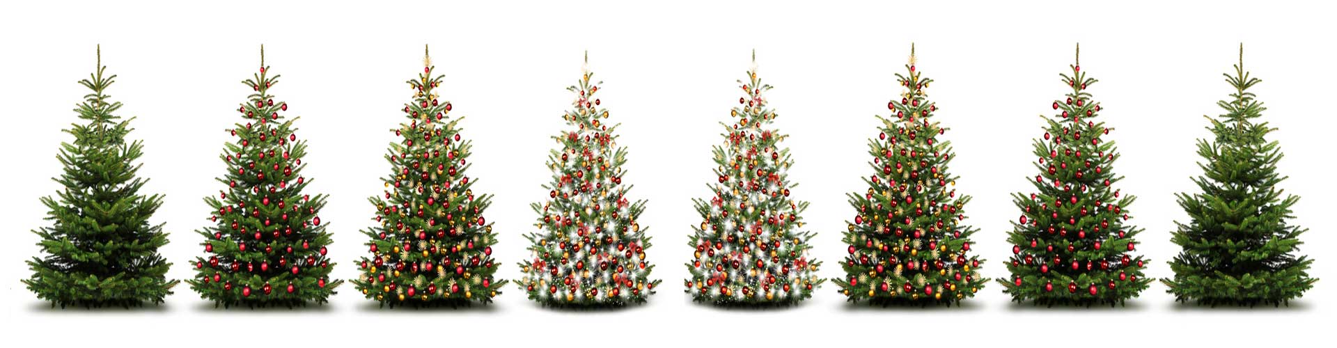 Christmas Trees Available Langley Horticulture Rake Liss Hampshire