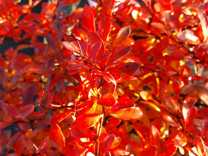 Berberis thunbergii atropurpurea – Japanese Barberry - We can supply, plants & all aspects of hedging within the Hampshire Sussex Surrey Dorset Devon New Forest areas.