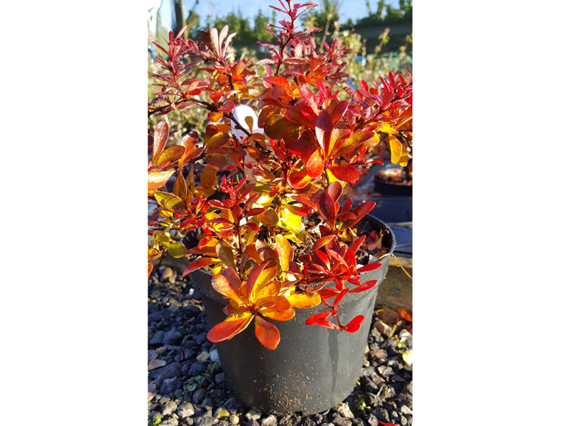 Berberis thunbergii atropurpurea - Japanese Barberry  plants & all aspects of hedging including box hedging within the Chichester Winchester Tangmere Bognor Portsmouth Bournemouth Guildford Andover Southampton Brighton West Sussex Hampshire Surrey Dorset New Forest Greater London Wiltshire areas