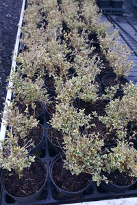 Clearance Stock - Buxus sempervirens seconds - Buxus semp. ‘Elegans’ & Miscellaneous Seconds - We can supply, plants & all aspects of hedging within the Hampshire Sussex Surrey Dorset Greater London New Forest areas.