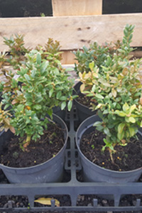 Clearance Stock - Buxus sempervirens seconds - Buxus semp. ‘Elegans’ & Miscellaneous Seconds - We can supply, plants & all aspects of hedging within the Hampshire Sussex Surrey Dorset Greater London New Forest areas.