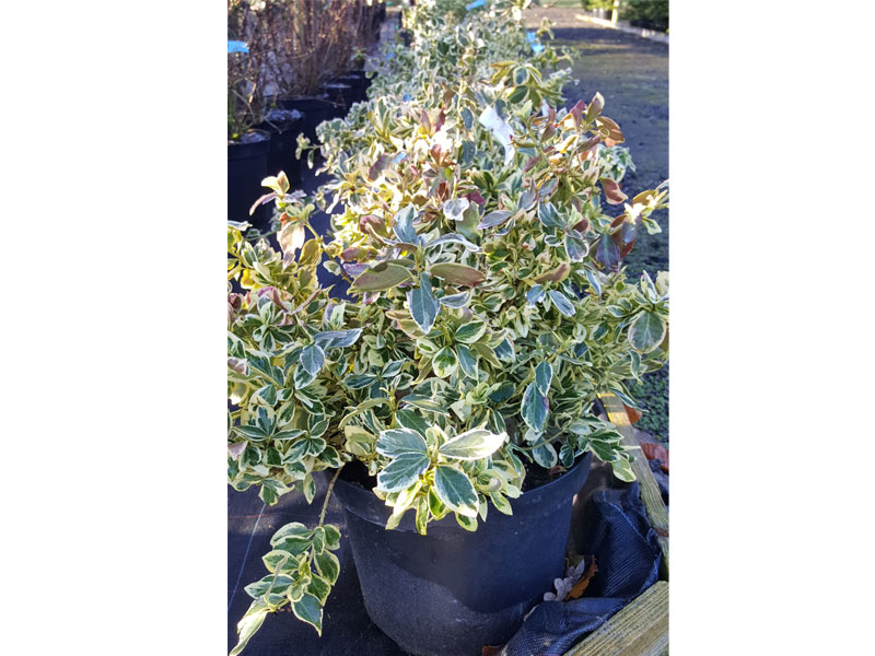 Euonymus japonicus - Evergreen Spindle Variegated We can supply, plants & all aspects of hedging including box hedging within the Chichester Winchester Tangmere Bognor Portsmouth Bournemouth Guildford Andover Southampton Brighton West Sussex Hampshire Surrey Dorset New Forest Greater London Wiltshire areas