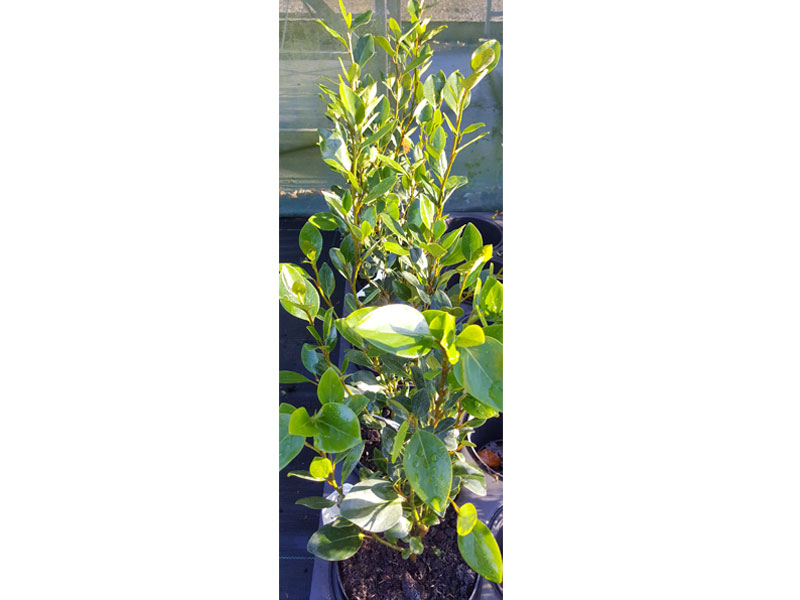 Griselinia littoralis – Griselinia We supply, plants & all aspects of hedging including box hedging within the Sussex West Sussex Hampshire Surrey Dorset New Forest Greater London Wiltshire areas