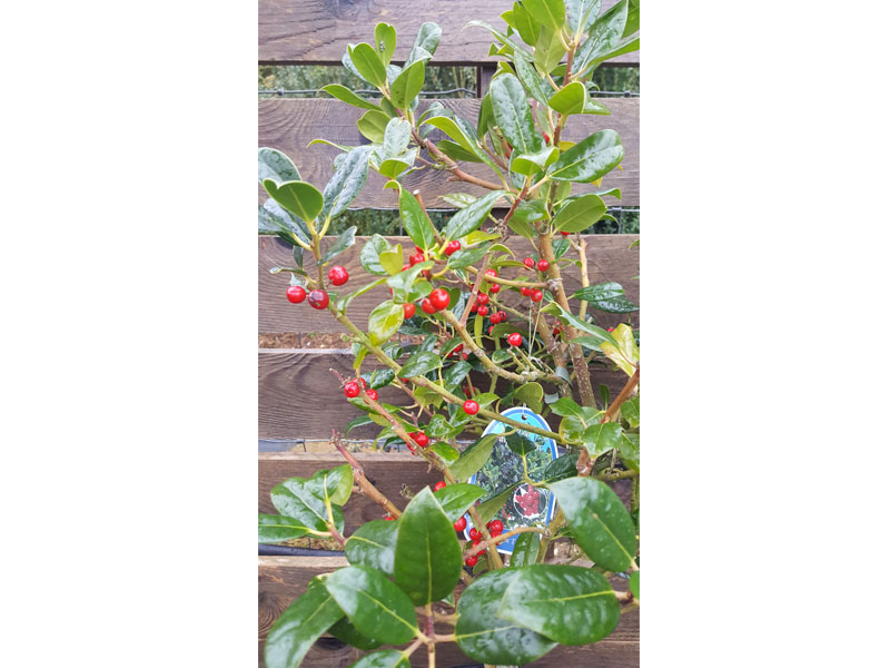 Ilex aquifolium – Holly lants - We can supply, plants & all aspects of hedging including box hedging within the Sussex West Sussex Hampshire Surrey Dorset New Forest Greater London Wiltshire areas