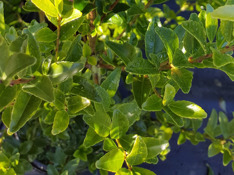 Ilex crenata - Japanese Holly We can supply, plants & all aspects of hedging within the Hampshire Sussex Surrey Dorset Devon New Forest areas.