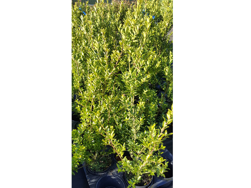 Ilex crenata - Japanese Holly We can supply, plants & all aspects of hedging including box hedging within the Chichester Winchester Tangmere Bognor Portsmouth Bournemouth Guildford Andover Southampton Brighton West Sussex Hampshire Surrey Dorset New Forest Greater London Wiltshire areas