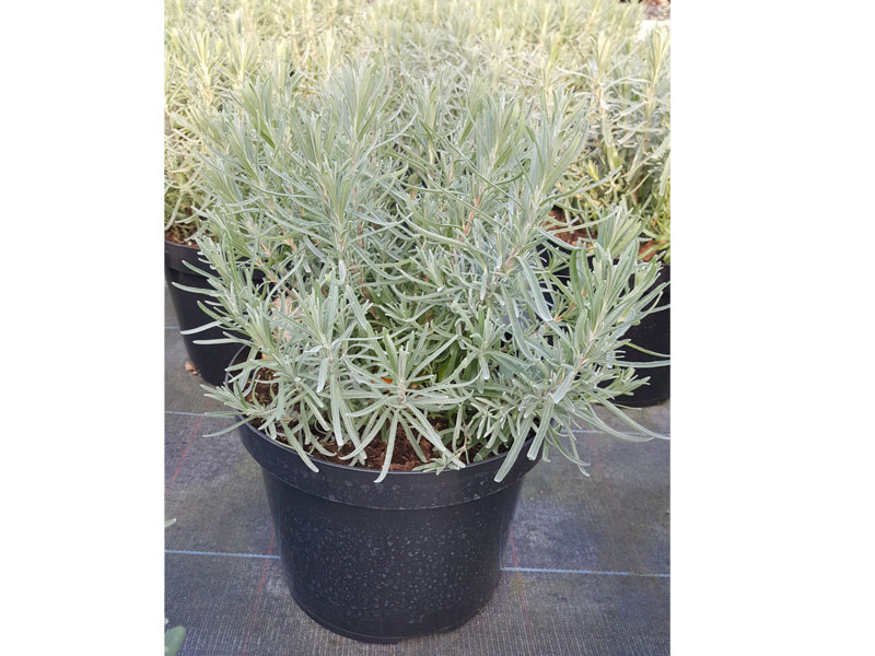 Lavandula hidcote - Lavender Hidcote - We can supply, plants & all aspects of hedging including box hedging within the Chichester Winchester Tangmere Bognor Portsmouth Bournemouth Guildford Andover Southampton Brighton West Sussex Hampshire Surrey Dorset New Forest Greater London Wiltshire areas