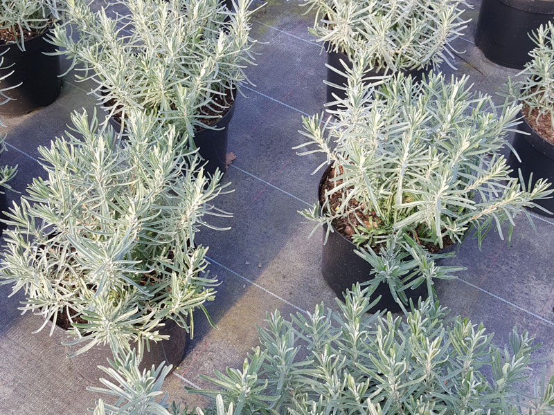 Lavandula hidcote – Lavender Hidcote - - We can supply, plants & all aspects of hedging within the Hampshire Sussex Surrey Dorset Devon New Forest areas.