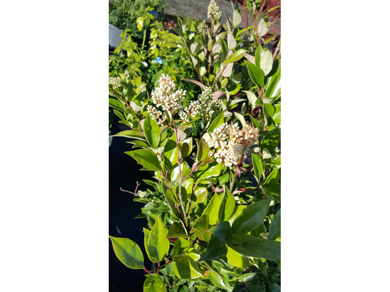 Ligustrum ovalifolium – Privet plants We supply, plants & all aspects of hedging including box hedging within the Sussex West Sussex Hampshire Surrey Dorset New Forest Greater London Wiltshire areas