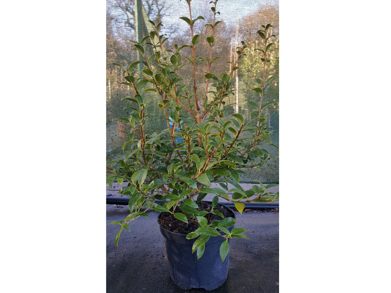 Osmanthus burkwoodii - Burkwood Osmanthus We supply plants & all aspects of hedging including box hedging within the Chichester Winchester Tangmere Bognor Portsmouth Bournemouth Guildford Andover Southampton Brighton West Sussex Hampshire Surrey Dorset New Forest Greater London Wiltshire areas