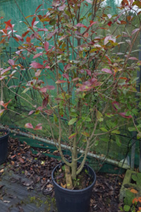 Photinia Fraseri – Red Robin - Clearance Stock - Buxus sempervirens seconds - Buxus semp. ‘Elegans’ & Miscellaneous Seconds - We can supply, plants & all aspects of hedging within the Hampshire Sussex Surrey Dorset Greater London New Forest areas.