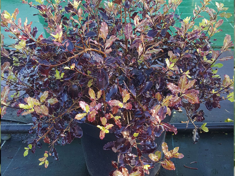 Pittosporum tenuifolium - Tom Thumb - We can supply, plants & all aspects of hedging including box hedging within the Chichester Winchester Tangmere Bognor Portsmouth Bournemouth Guildford Andover Southampton Brighton West Sussex Hampshire Surrey Dorset New Forest Greater London Wiltshire areas