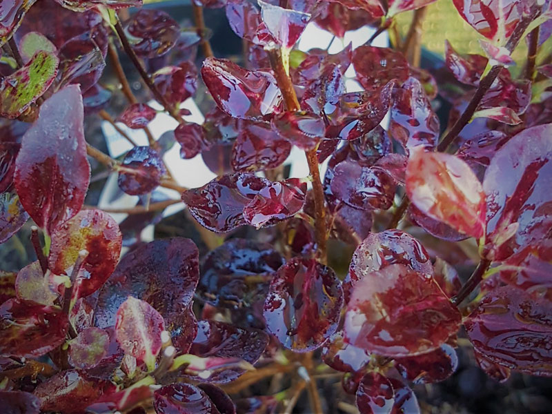 Pittosporum tenuifolium – Tom Thumb - We can supply, plants & all aspects of hedging within the Hampshire Sussex Surrey Dorset Devon New Forest areas.