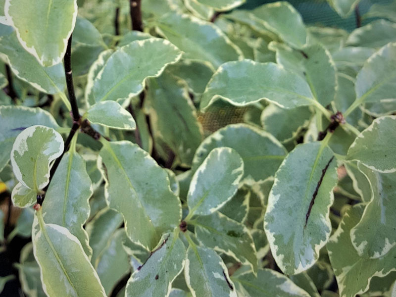 Pittosporum tenuifolium ‘Variegatum’- We can supply, plants & all aspects of hedging within the Hampshire Sussex Surrey Dorset Devon New Forest areas.