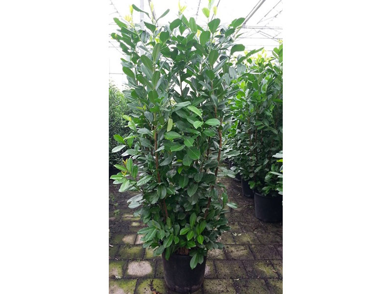 Prunus laurocerasus – Laurel (Common) - Plants - We can supply, plants & all aspects of hedging including box hedging within the Sussex West Sussex Hampshire Surrey Dorset New Forest Greater London Wiltshire areas