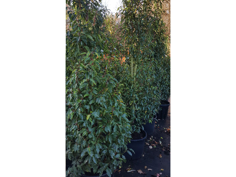 Prunus lusitanica – Portuguese Laurel Plants - We can supply, plants & all aspects of hedging including box hedging within the Sussex West Sussex Hampshire Surrey Dorset New Forest Greater London Wiltshire areas