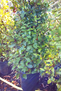 Prunus lusitanica 2nds Clearance Stock - Buxus sempervirens seconds - Buxus semp. ‘Elegans’ & Miscellaneous Seconds - We can supply, plants & all aspects of hedging within the Hampshire Sussex Surrey Dorset Greater London New Forest areas.