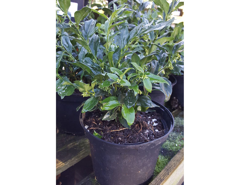 Sarcococca confusa - Winter Box - We can supply, plants & all aspects of hedging including box hedging within the Chichester Winchester Tangmere Bognor Portsmouth Bournemouth Guildford Andover Southampton Brighton West Sussex Hampshire Surrey Dorset New Forest Greater London Wiltshire areas