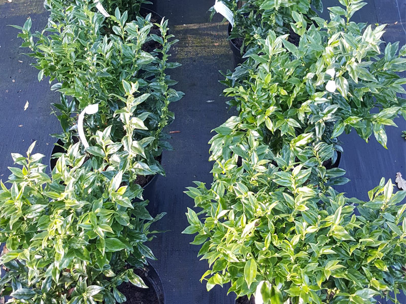 Sarcococca confusa – Winter Box - We can supply, plants & all aspects of hedging within the Hampshire Sussex Surrey Dorset Devon New Forest areas.