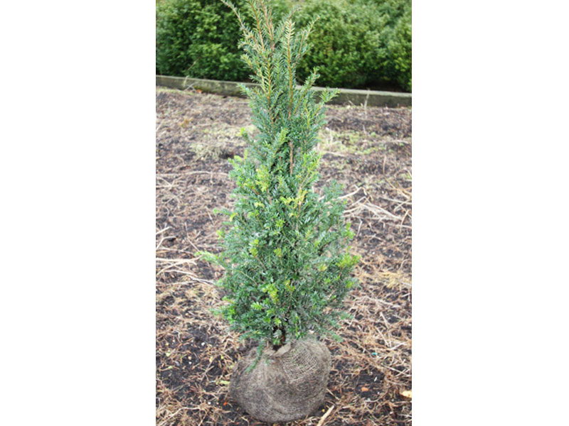 Taxus baccata – Yew Plants - We can supply, plants & all aspects of hedging including box hedging within the Sussex West Sussex Hampshire Surrey Dorset New Forest Greater London Wiltshire areas