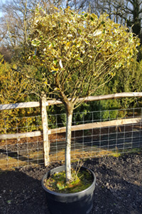 Variegated 2m Holly Standard - Clearance Stock - Buxus sempervirens seconds - Buxus semp. ‘Elegans’ & Miscellaneous Seconds - We can supply, plants & all aspects of hedging within the Hampshire Sussex Surrey Dorset Greater London New Forest areas.