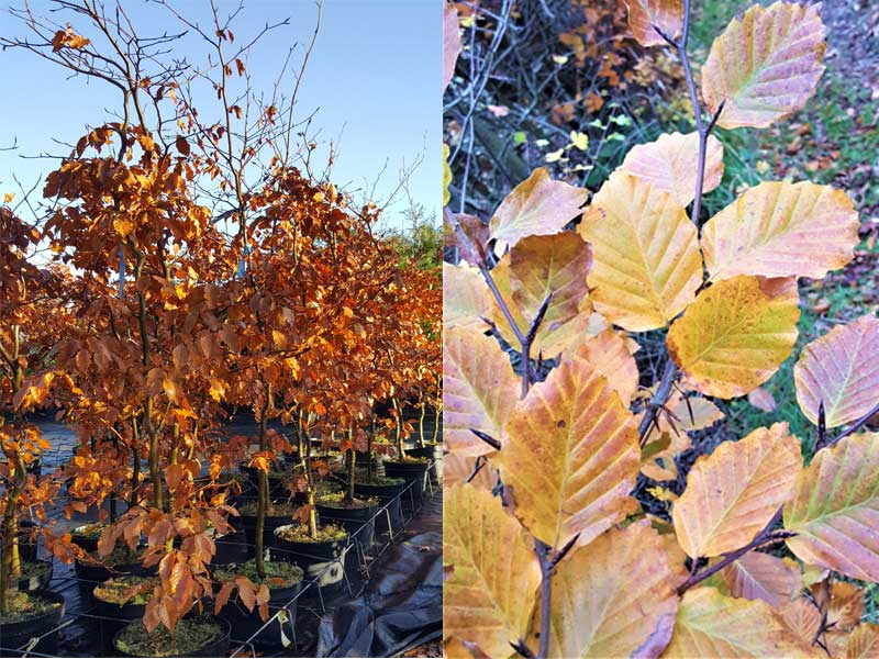 Fagus sylvatica - Green Beech Plants - Deciduous Hedging plants & all aspects of hedging including box hedging within the Chichester Winchester Tangmere Bognor Portsmouth Bournemouth Guildford Andover Southampton Brighton West Sussex Hampshire Surrey Dorset New Forest Greater London Wiltshire areas