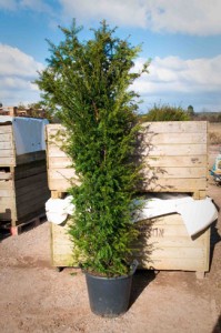 Clearance Stock - Taxus baccata – Yew - Buxus semp. ‘Elegans’ & Miscellaneous Seconds - We can supply, plants & all aspects of hedging within the Hampshire Sussex Surrey Dorset Greater London New Forest areas.