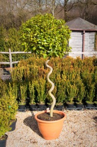 Clearance Stock -  Laurus nobilis Bay - Buxus semp. ‘Elegans’ & Miscellaneous Seconds - We can supply, plants & all aspects of hedging within the Hampshire Sussex Surrey Dorset Greater London New Forest areas.