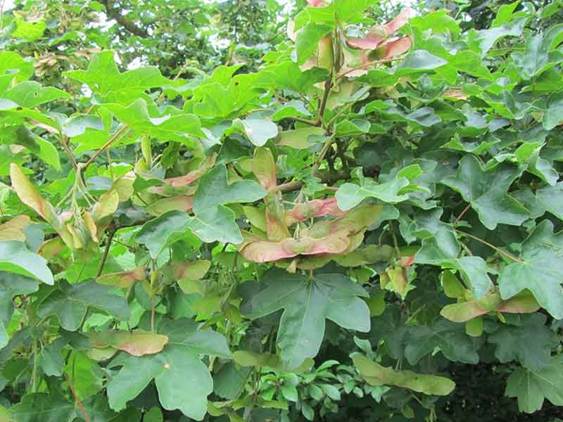 Acer campestre - Field Maple plants & all aspects of hedging including box hedging within the Chichester Winchester Tangmere Bognor Portsmouth Bournemouth Guildford Andover Southampton Brighton West Sussex Hampshire Surrey Dorset New Forest Greater London Wiltshire areas