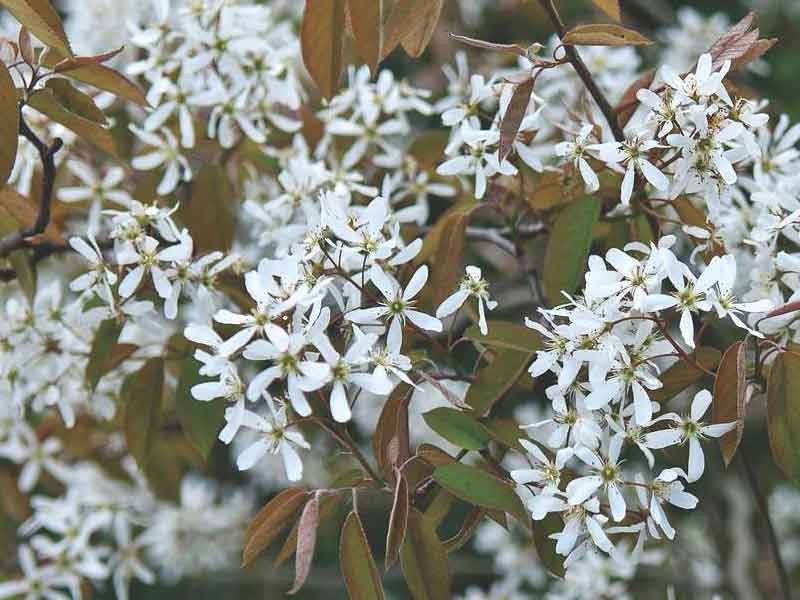 Amelanchier lamarckii - Snowy Mespilus - We supply plants & all aspects of hedging including box hedging within the Chichester Winchester Tangmere Bognor Portsmouth Bournemouth Guildford Andover Southampton Brighton West Sussex Hampshire Surrey Dorset New Forest Greater London Wiltshire areas