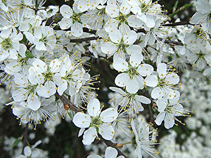 Prunus spinosa - Blackthorn - plants & all aspects of hedging including box hedging within the Chichester Winchester Tangmere Bognor Portsmouth Bournemouth Guildford Andover Southampton Brighton West Sussex Hampshire Surrey Dorset New Forest Greater London Wiltshire areas