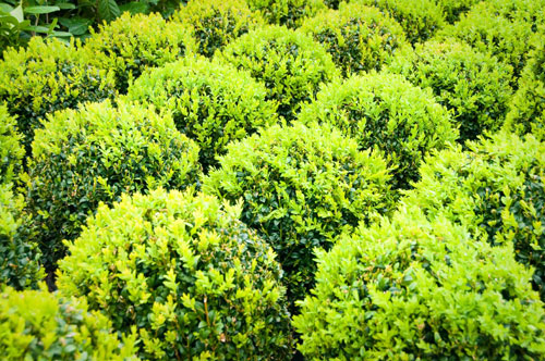 We can supply box hedge plants ( Buxus sempervirens ) formal low hedges or pathway ...... plants &amp; all aspects of hedging including box hedging within the Chichester Winchester Bognor Portsmouth Bournemouth Guildford Southampton Brighton West Sussex Hampshire Surrey Dorset New Forest Greater London Wiltshire areas