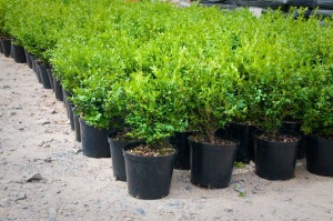 3Ltr Buxus sempervirens Box hedge plants - Wholesale Topiary hedging nursery Hampshire box hedging West Sussex Hampshire Surrey Dorset New Forest