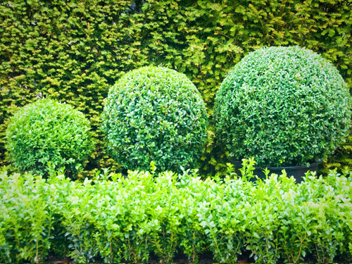 Buxus sempervirens Offers Box hedge plants - Wholesale Topiary hedging nursery based in Hampshire, we supply all aspects of hedging including box hedging within the Chichester Portsmouth Bournemouth Guildford Andover Southampton West Sussex Hampshire Surrey Dorset New Forest Greater London Wiltshire areas