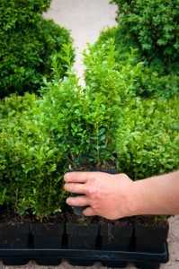 Buxus sempervirens Box hedge plants - Wholesale Topiary hedging nursery based in Hampshire, we supply all aspects of hedging including box hedging within the Chichester Portsmouth Bournemouth Guildford Andover Southampton West Sussex Hampshire Surrey Dorset New Forest Greater London Wiltshire areas