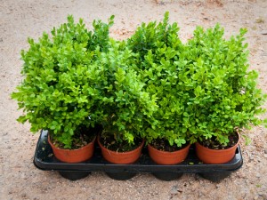 Buxus suffruticosa Box hedge plants - Wholesale Topiary hedging nursery based in Hampshire, we supply all aspects of hedging including box hedging within the Chichester Portsmouth Bournemouth Guildford Andover Southampton West Sussex Hampshire Surrey Dorset New Forest Greater London Wiltshire areas