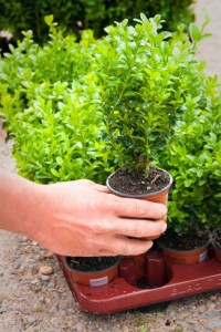 Buxus sempervirens Box hedge plants - Wholesale Topiary hedging nursery based in Hampshire, we supply all aspects of hedging including box hedging within the Chichester Portsmouth Bournemouth Guildford Andover Southampton West Sussex Hampshire Surrey Dorset New Forest Greater London Wiltshire areas