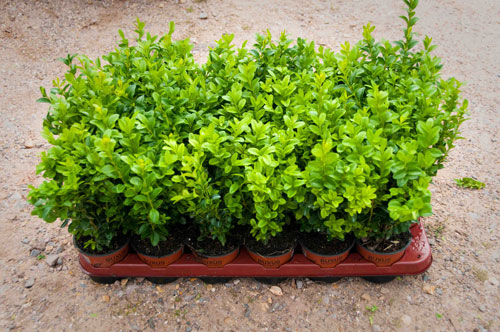 Buxus sempervirens Box hedge plants - Wholesale Topiary hedging nursery based in Hampshire, we supply all aspects of hedging including box hedging within the Chichester Portsmouth Bournemouth Guildford Andover Southampton West Sussex Hampshire Surrey Dorset New Forest Greater London Wiltshire areas