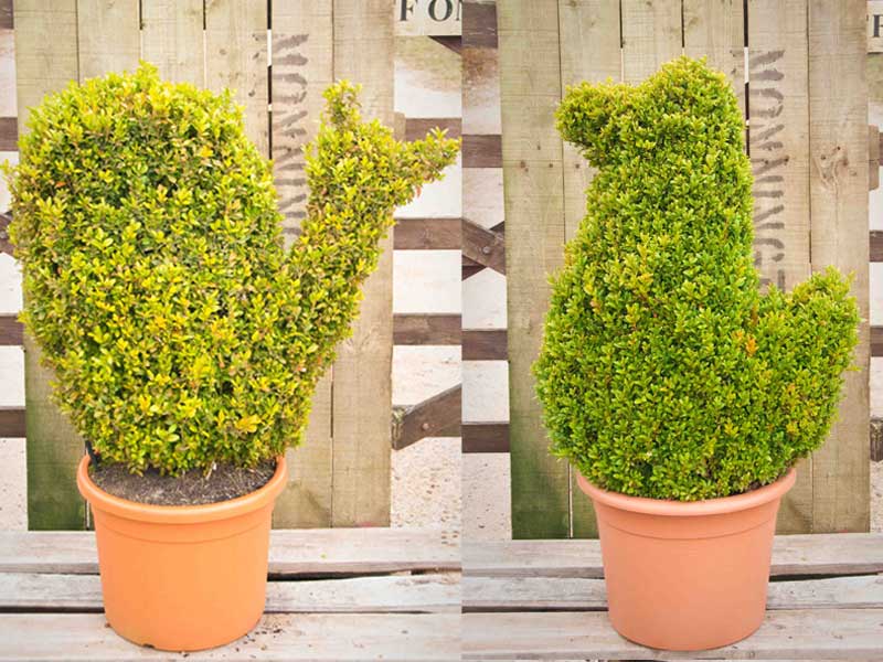 Topiary Cones - Box Cones – Yew Wholesale Topiary hedging nursery based in Hampshire, we supply all aspects of hedging including box hedging within the Chichester Portsmouth Bournemouth Guildford Andover Southampton West Sussex Hampshire Surrey Dorset New Forest Greater London Wiltshire areas