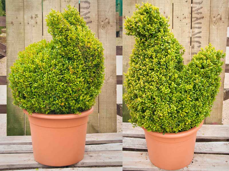 Topiary Cubes – Wholesale Topiary hedging nursery based in Hampshire, we supply all aspects of hedging including box hedging within the Chichester Portsmouth Bournemouth Guildford Andover Southampton West Sussex Hampshire Surrey Dorset New Forest Greater London Wiltshire areas