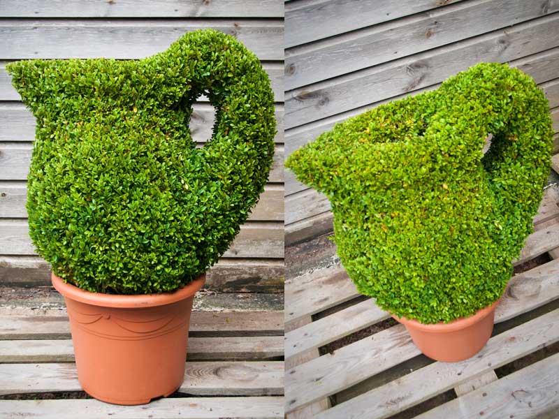 Buxus sempervirens Alternative Topiary - Box hedge plants - Wholesale Topiary hedging nursery based in Hampshire, we supply all aspects of hedging including box hedging within the Chichester Portsmouth Bournemouth Guildford Andover Southampton West Sussex Hampshire Surrey Dorset New Forest Greater London Wiltshire areas