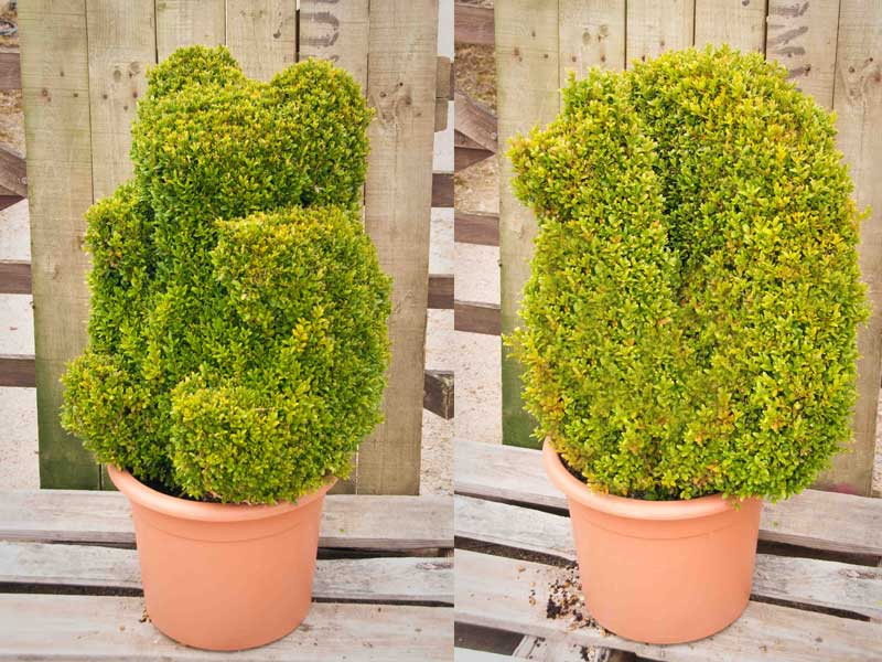 Buxus sempervirens Alternative Topiary - Box hedge plants - Wholesale Topiary hedging nursery based in Hampshire, we supply all aspects of hedging including box hedging within the Chichester Portsmouth Bournemouth Guildford Andover Southampton West Sussex Hampshire Surrey Dorset New Forest Greater London Wiltshire areas