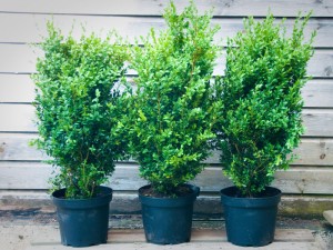 Buxus sempervirens Box hedge plants - Wholesale Topiary hedging nursery based in Hampshire, we supply all aspects of hedging including box hedging within the Chichester Portsmouth Bournemouth Guildford Andover Southampton West Sussex Hampshire Surrey Dorset New Forest Greater London Wiltshire areas