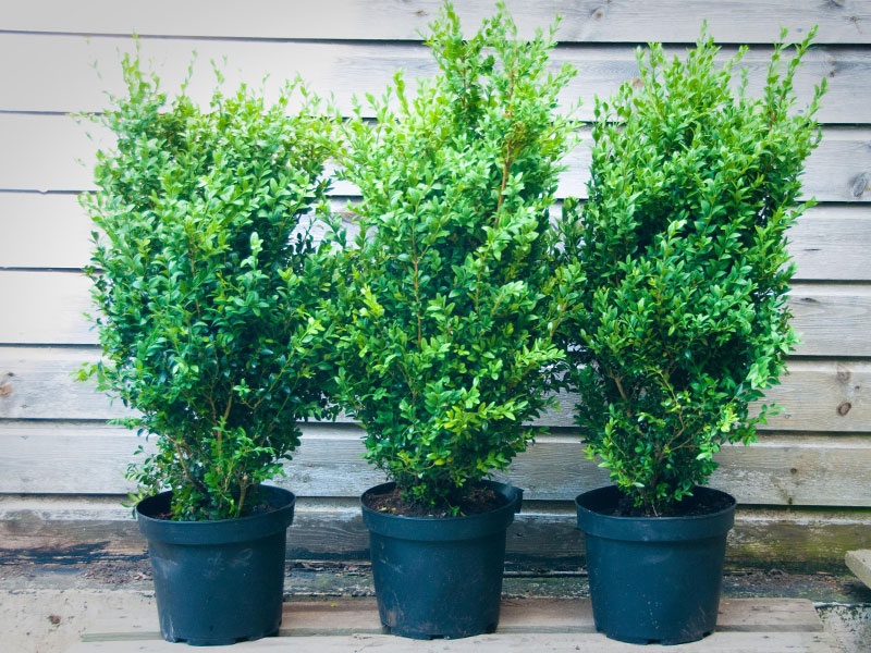 Buxus sempervirens - Box hedge plants (Buxus sempervirens) - Wholesale Topiary hedging nursery based in Hampshire, we supply all aspects of hedging including box hedging within the Chichester Portsmouth Bournemouth Guildford Andover Southampton West Sussex Hampshire Surrey Dorset New Forest Greater London Wiltshire areas