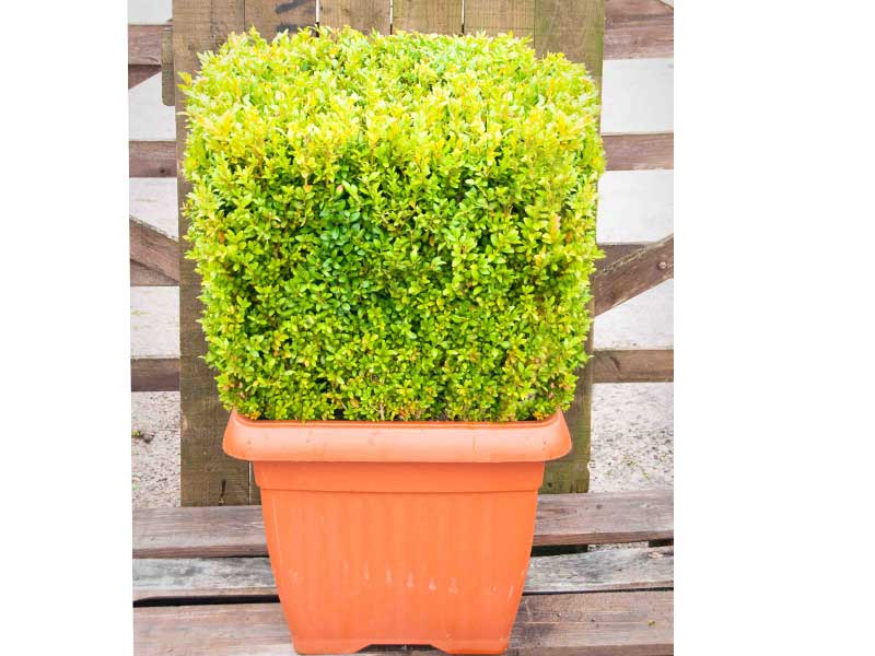 Topiary Cubes – Wholesale Topiary hedging nursery based in Hampshire, we supply all aspects of hedging including box hedging within the Chichester Portsmouth Bournemouth Guildford Andover Southampton West Sussex Hampshire Surrey Dorset New Forest Greater London Wiltshire areas