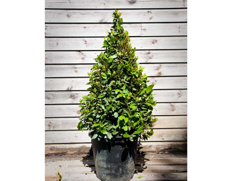 Laurus nobilis Cones - Bay – Wholesale Topiary hedging nursery based in Hampshire, we supply all aspects of hedging including box hedging within the Chichester Portsmouth Bournemouth Guildford Andover Southampton West Sussex Hampshire Surrey Dorset New Forest Greater London Wiltshire areas