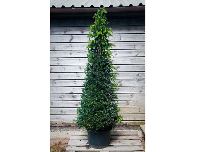 Topiary Cones – Taxus baccata Cones – Yew Wholesale Topiary hedging nursery based in Hampshire, we supply all aspects of hedging including box hedging within the Chichester Portsmouth Bournemouth Guildford Andover Southampton West Sussex Hampshire Surrey Dorset New Forest Greater London Wiltshire areas